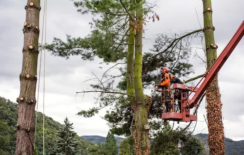 Tree Lopping
